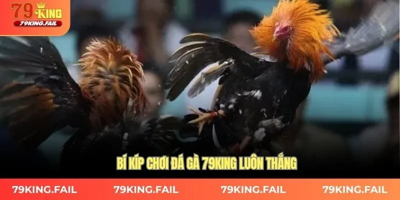 Bí kíp chơi đá gà 79KING luôn thắng